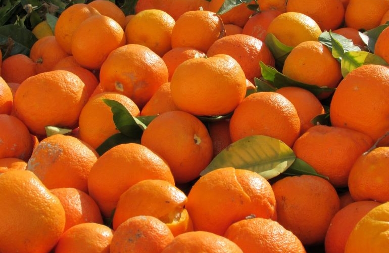 Seville Oranges